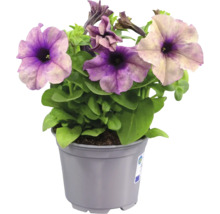 Petunia i plastkruka med lila och cremefärgade blommor och gröna blad.