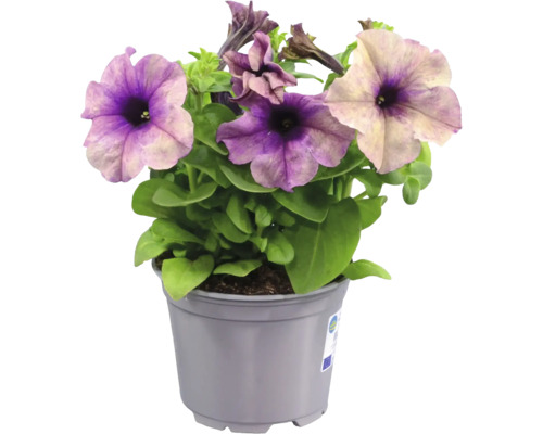Petunia i plastkruka med lila och cremefärgade blommor och gröna blad.