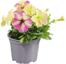 Petunia med rosa-gula blommor och gröna blad i en grå plastkruka.