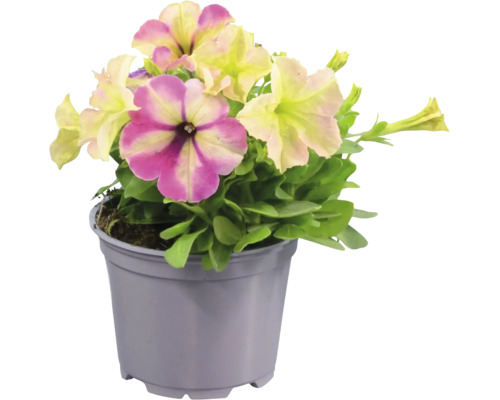 Petunia med rosa-gula blommor och gröna blad i en grå plastkruka.