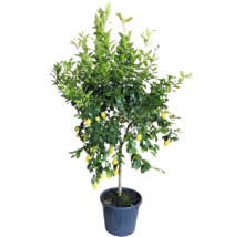 Citronträd Citrus limon med gula frukter i en plastkruka