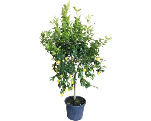 Citronträd Citrus limon med gula frukter i en plastkruka