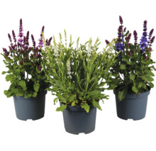 Tre krukor stäppsalvia Salvia nemorosa med lila, vita och blå blommor.
