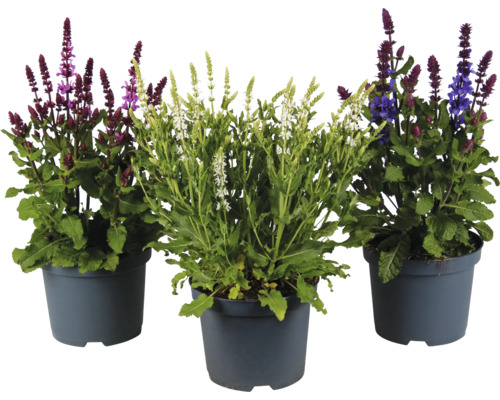 Tre krukor stäppsalvia Salvia nemorosa med lila, vita och blå blommor.