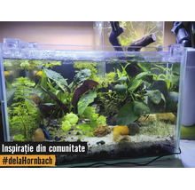 Planterat akvarium med olika vattenväxter, en snigel på ljus sand och dekorativa stenar.