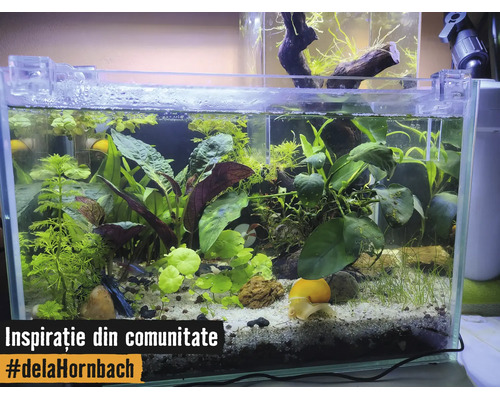 Planterat akvarium med olika vattenväxter, en snigel på ljus sand och dekorativa stenar.