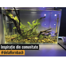 Ljust inrett rektangulärt glasakvarium med vattenväxter, rötter, grus, innerfilter och termometer.