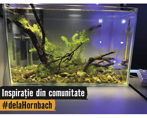 Ljust inrett rektangulärt glasakvarium med vattenväxter, rötter, grus, innerfilter och termometer.