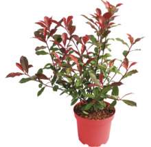 Glansmispel Photinia med gröna och röda blad i kruka.