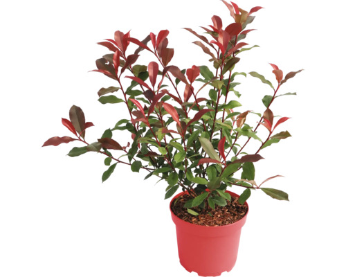 Glansmispel Photinia med gröna och röda blad i kruka.