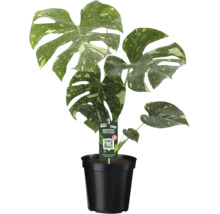 Monstera Thai Constellation med mönstrade blad i svart kruka.