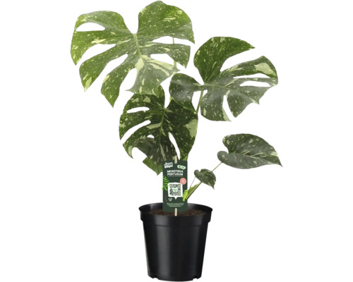 Monstera Thai Constellation med mönstrade blad i svart kruka.
