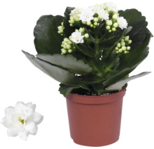 Kalanchoe, inomhusväxt med vita blommor och gröna köttiga blad i en plastkruka.