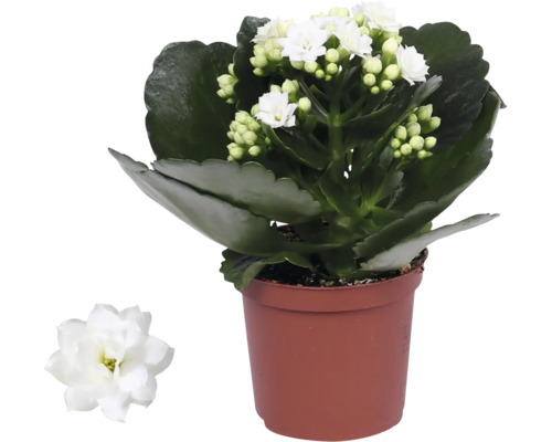 Kalanchoe, inomhusväxt med vita blommor och gröna köttiga blad i en plastkruka.