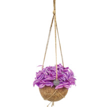 Tradescantia i en hängande Kokodama-kruka av kokosfiber med jutesnören.