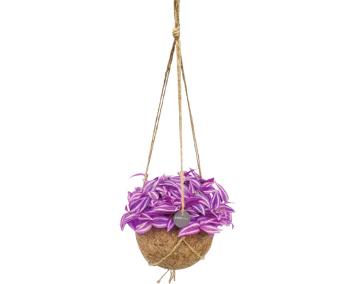 Tradescantia i en hängande Kokodama-kruka av kokosfiber med jutesnören.