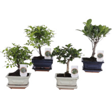 Fyra olika bonsai-inomhusväxter i dekorativa keramikskålar med matchande fat.