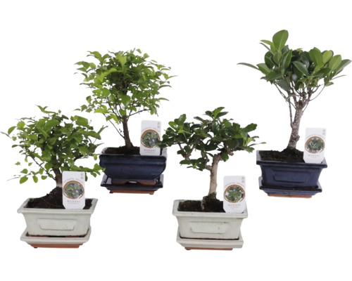 Fyra olika bonsai-inomhusväxter i dekorativa keramikskålar med matchande fat.