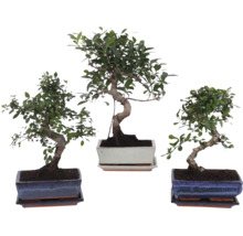 Tre olika bonsai-inomhusväxter i rektangulära keramikskålar med matchande fat.