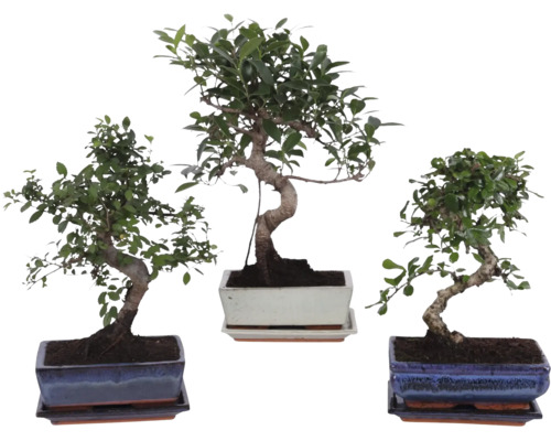 Tre olika bonsai-inomhusväxter i rektangulära keramikskålar med matchande fat.