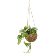 Silverranka Scindapsus pictus i en hängande Kokodama-kruka av naturfiber.