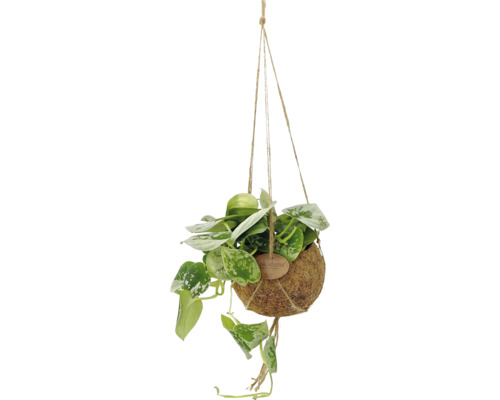 Silverranka Scindapsus pictus i en hängande Kokodama-kruka av naturfiber.