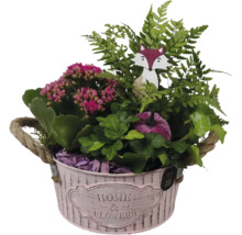 Växtarrangemang i rosa metallhink med rephandtag, innehållande kalanchoë, ormbunke, murgröna, trävräv och dekorationspumpa.