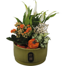 Växtarrangemang i grön keramikpruka med fredskalla, kalanchoe, fittonia, träuggla och dekorationspumpa.