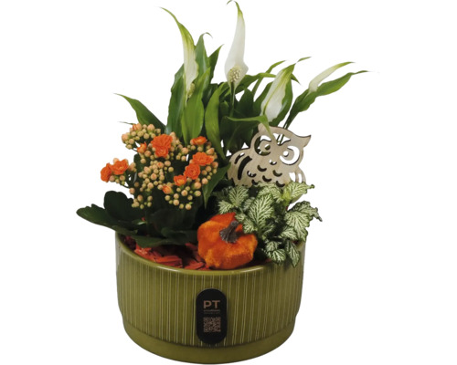 Växtarrangemang i grön keramikpruka med fredskalla, kalanchoe, fittonia, träuggla och dekorationspumpa.