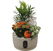 Växtarrangemang i keramikpott med Kalanchoe, bergpalm, Fittonia, träuggla, prydnadspumpa och PT creations Logo.