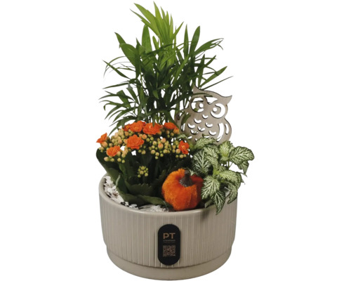 Växtarrangemang i keramikpott med Kalanchoe, bergpalm, Fittonia, träuggla, prydnadspumpa och PT creations Logo.