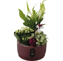 Växtarrangemang i keramikruka med fredskalla, kalanchoe och fittonia, dekorerad med trädräv och sammetspumpa. PT creations Logo.