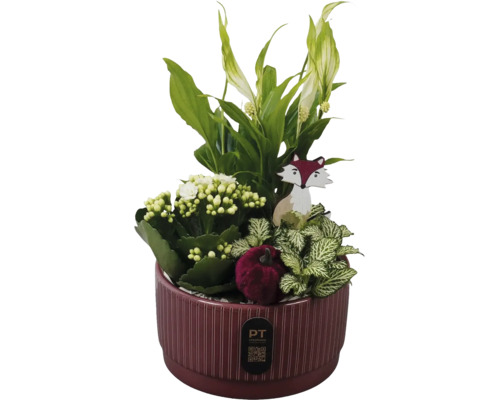 Växtarrangemang i keramikruka med fredskalla, kalanchoe och fittonia, dekorerad med trädräv och sammetspumpa. PT creations Logo.