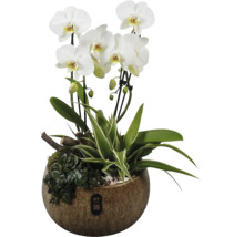 Phalaenopsis orkidéarrangemang med vita blommor, gröna växter och grenar i en brun keramikruka. PT creations Logo.