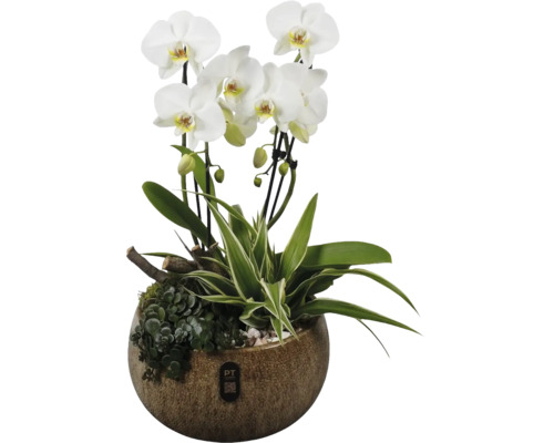 Phalaenopsis orkidéarrangemang med vita blommor, gröna växter och grenar i en brun keramikruka. PT creations Logo.