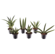 Sansevieria-mix, olika sorter av svärmorstunga i svarta plastkrukor.