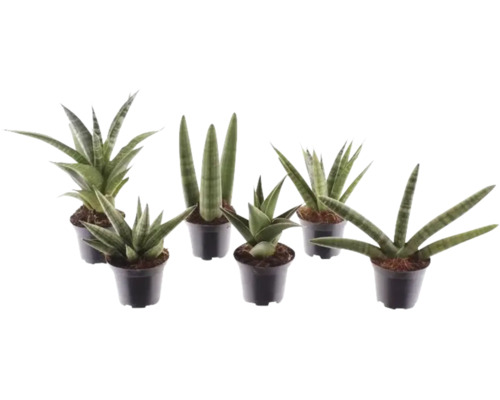Sansevieria-mix, olika sorter av svärmorstunga i svarta plastkrukor.