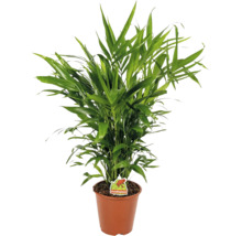 Grön guldpalm i en brun plastkruka med Foodieplant Logo.