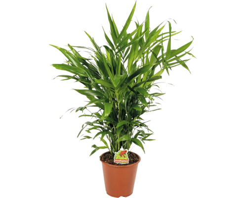 Grön guldpalm i en brun plastkruka med Foodieplant Logo.