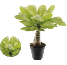 Hawaiipalm Brighamia insignis i kruka med tjock stam och breda gröna blad.