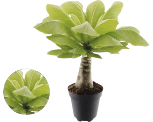 Hawaiipalm Brighamia insignis i kruka med tjock stam och breda gröna blad.