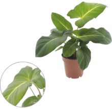 Filodendron i plastkruka med stora blad och en detaljvy av ett blad.