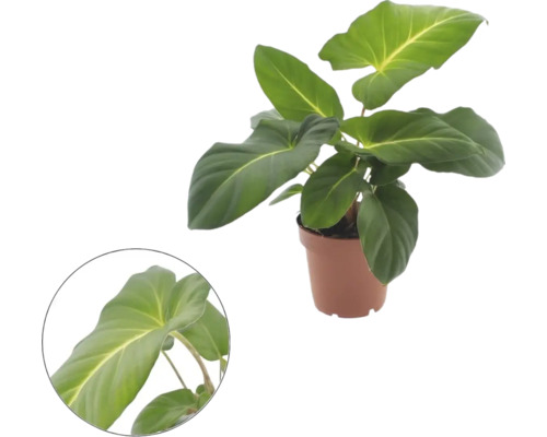 Filodendron i plastkruka med stora blad och en detaljvy av ett blad.