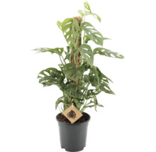 Krukväxt Monstera adansonii med perforerade blad på en mosskäpp i en svart plastkruka.