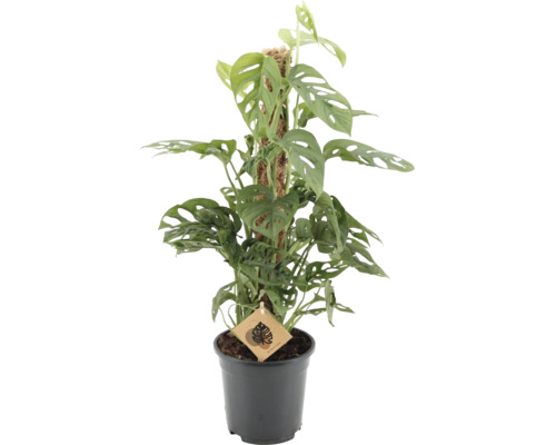 Krukväxt Monstera adansonii med perforerade blad på en mosskäpp i en svart plastkruka.
