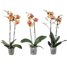 Tre Phalaenopsis-orkidéer med två stänglar vardera i genomskinliga plastkrukor.