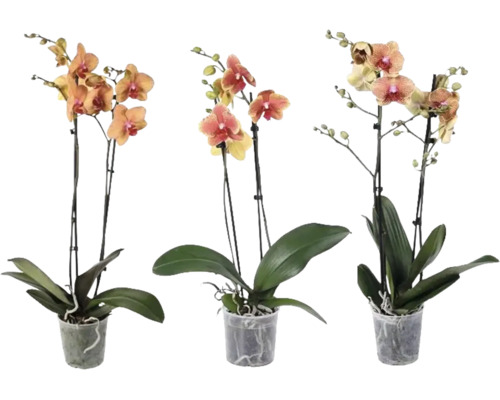 Tre Phalaenopsis-orkidéer med två stänglar vardera i genomskinliga plastkrukor.