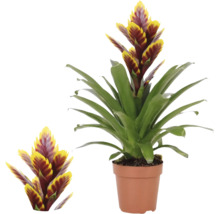 Vriesea Bromelia i odlingskruka, krukväxt med gul-röda blomställningar och gröna blad.