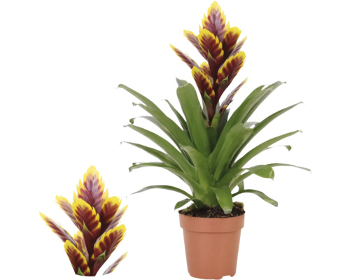 Vriesea Bromelia i odlingskruka, krukväxt med gul-röda blomställningar och gröna blad.