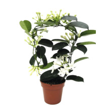 Stephanotis floribunda doftranka i kruka med stöd och vita blommor.